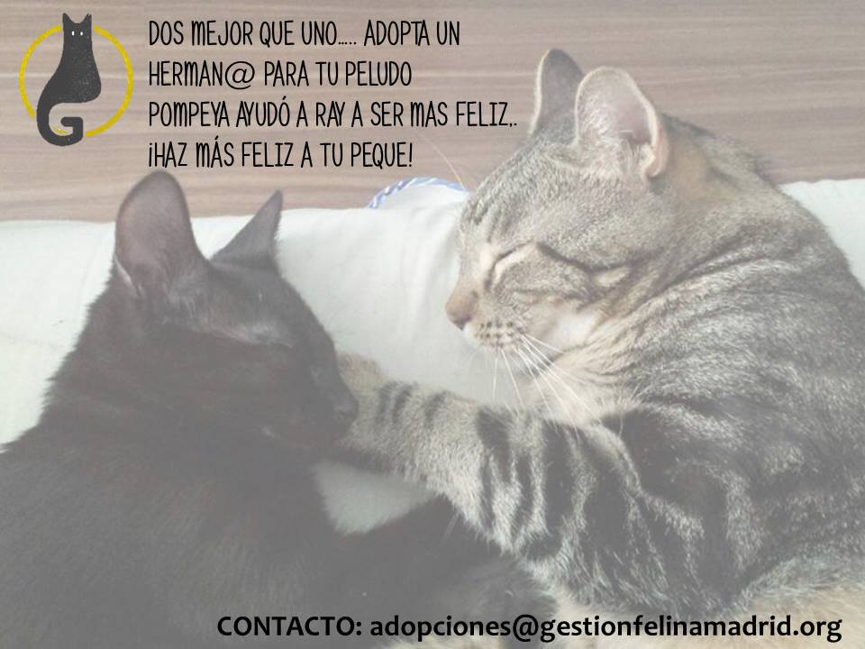 Dos mejor que uno