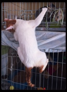 Spidercat